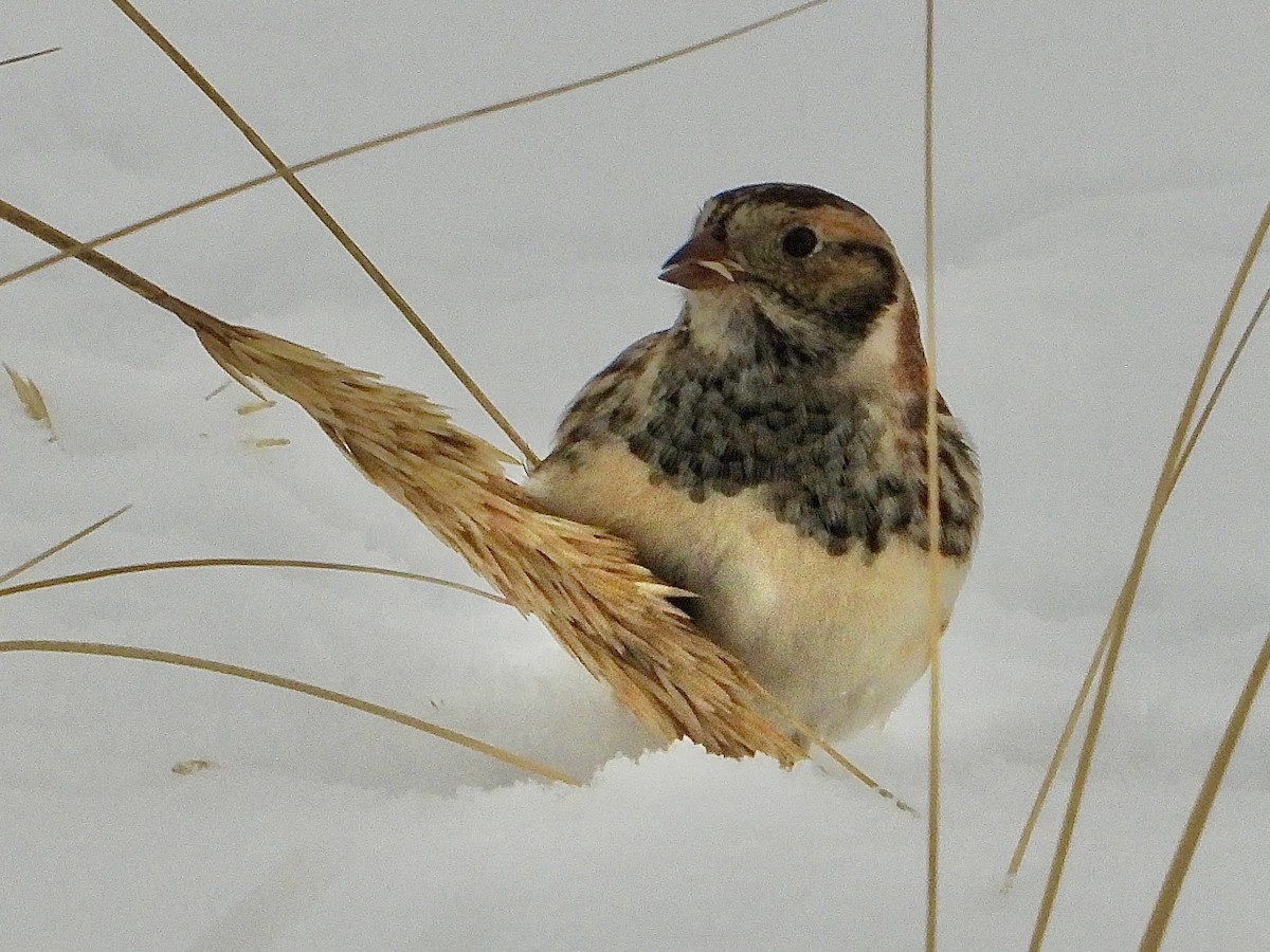 Lapland Longspur - ML646705484