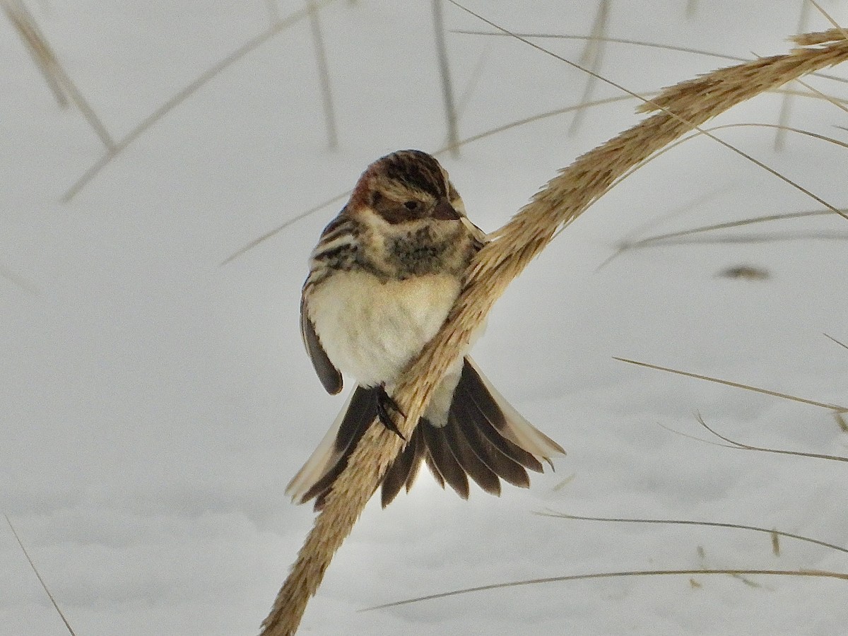 Lapland Longspur - ML646705485
