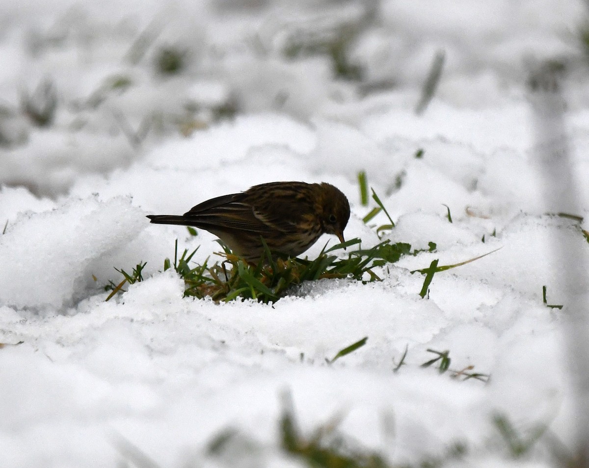 Meadow Pipit - ML646705488