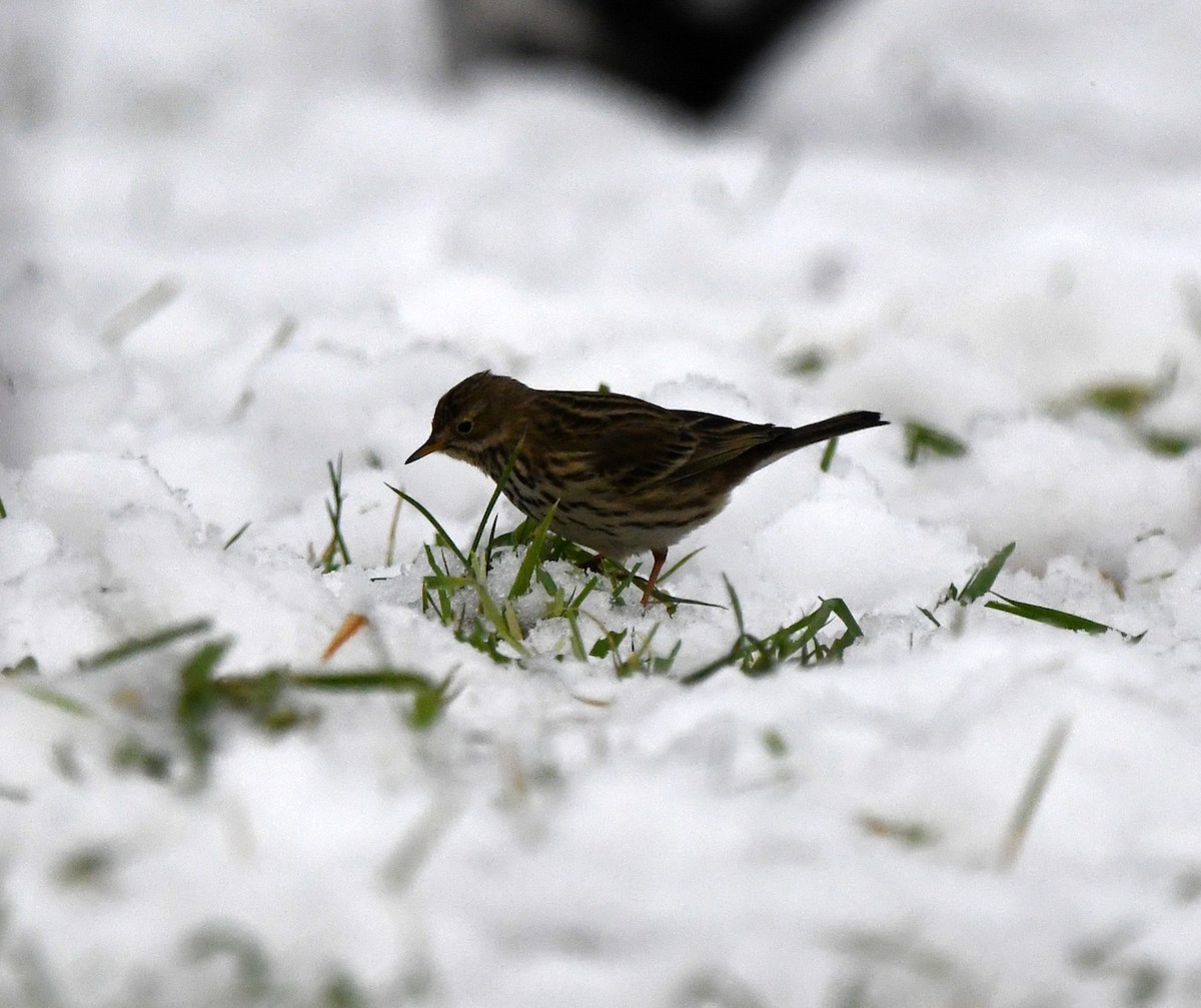 Meadow Pipit - ML646705489