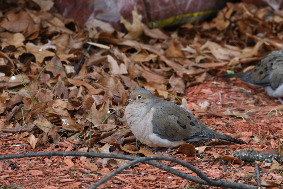 Mourning Dove - ML646705490