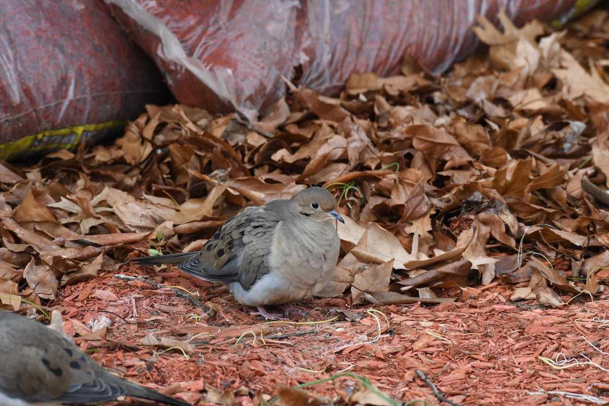 Mourning Dove - ML646705491