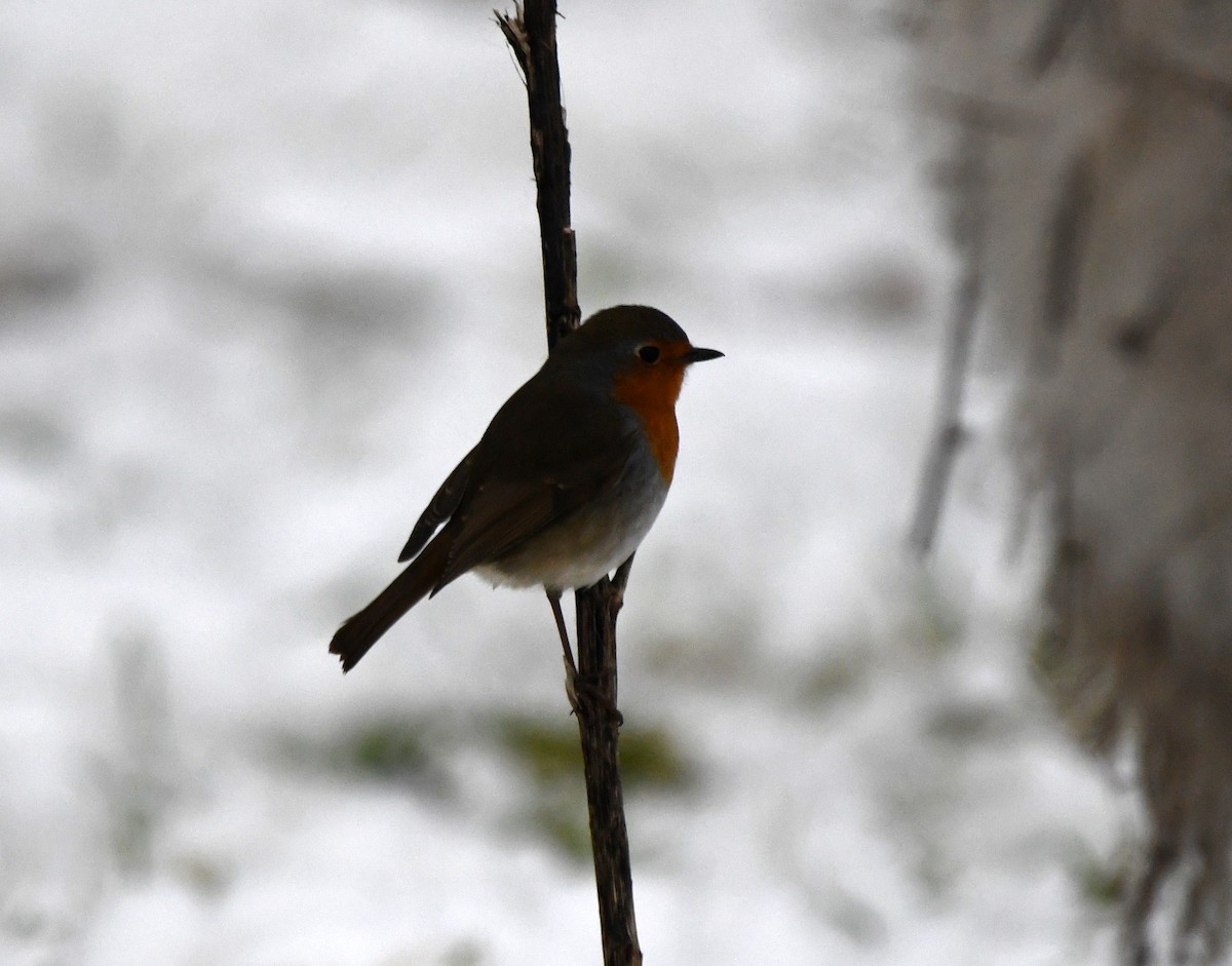 European Robin - ML646705492