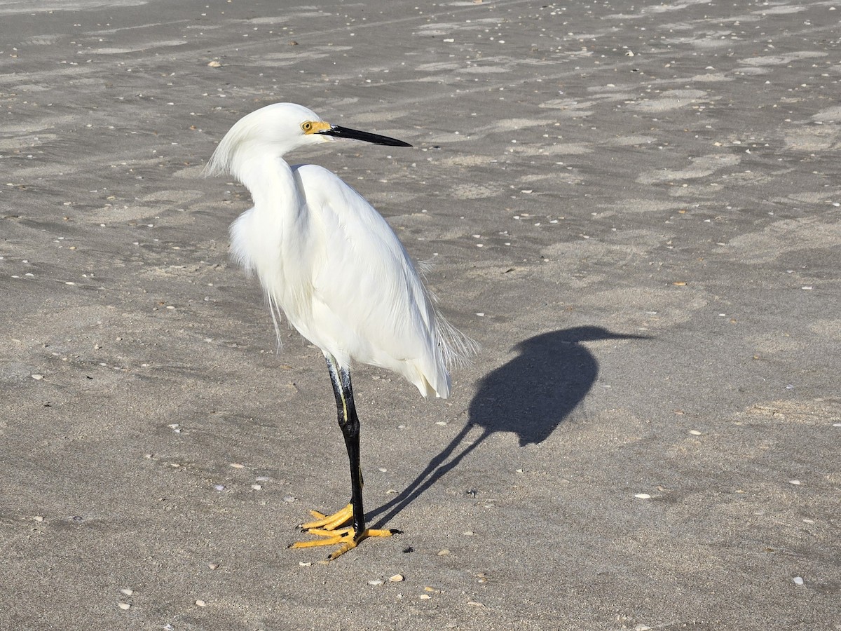 Snowy Egret - ML646705493