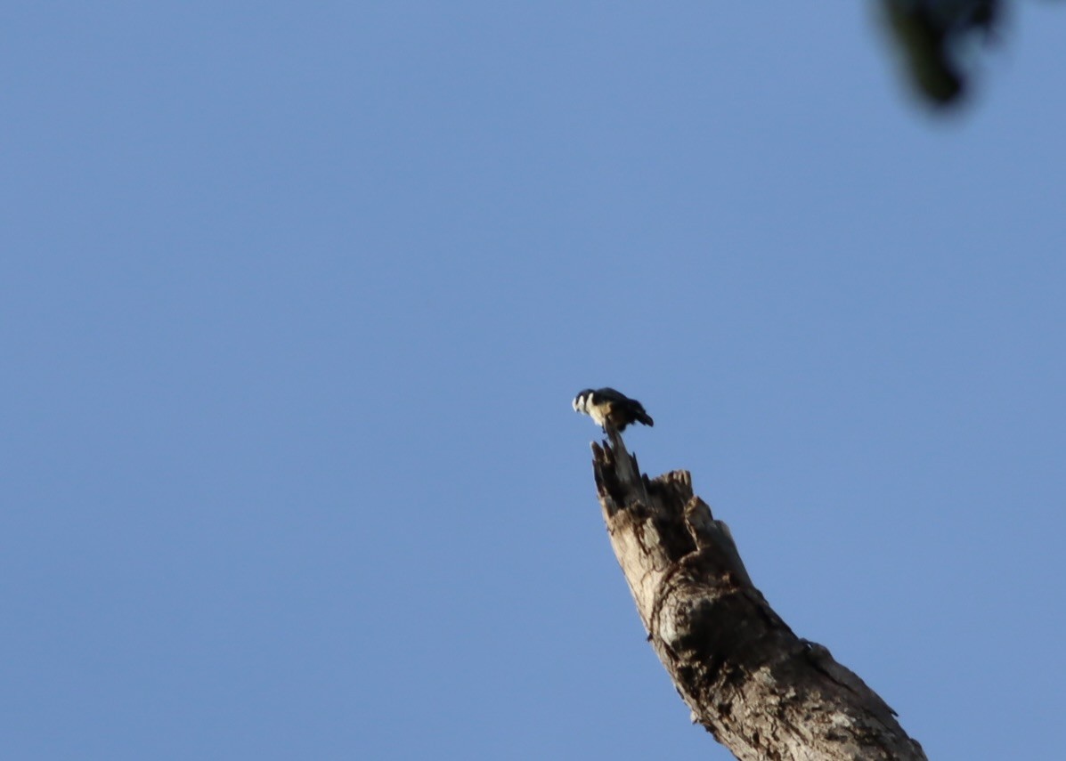 White-fronted Falconet - ML646705494