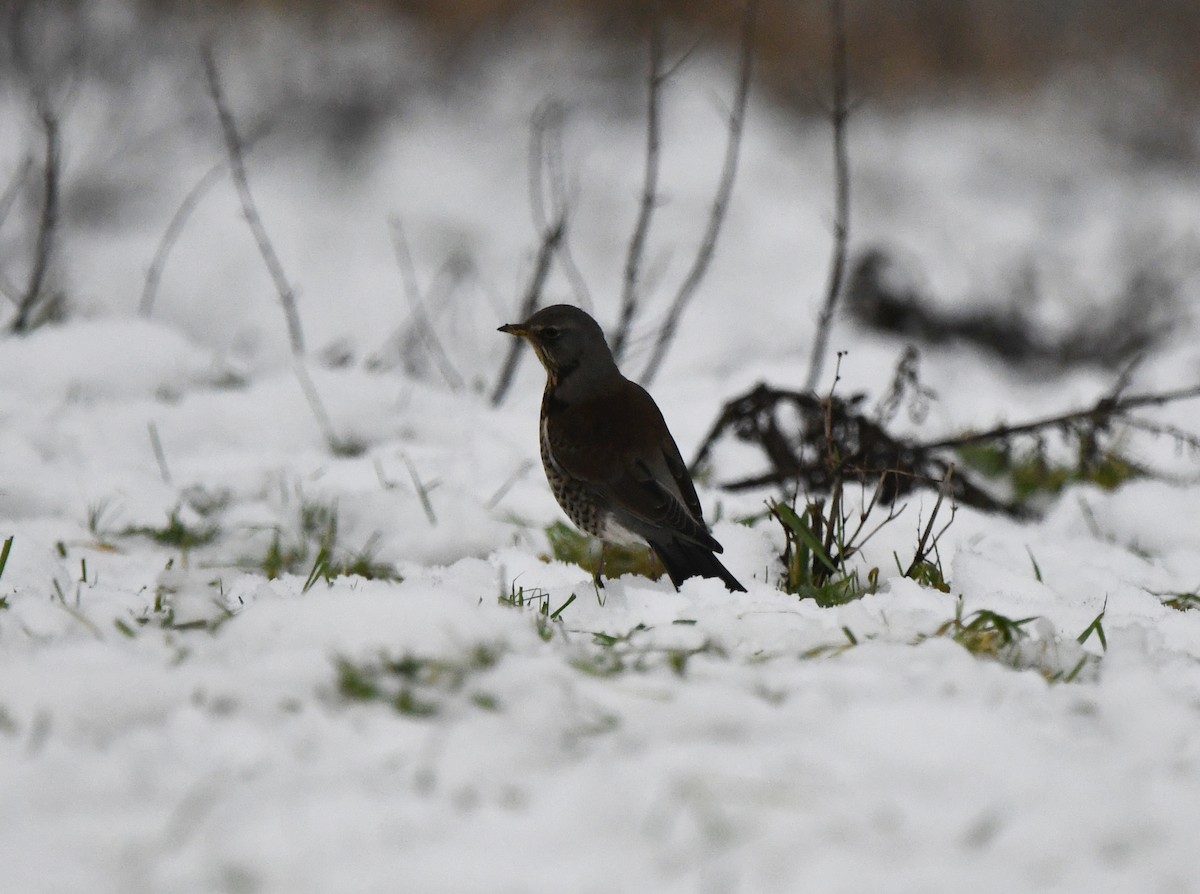 Fieldfare - ML646705495