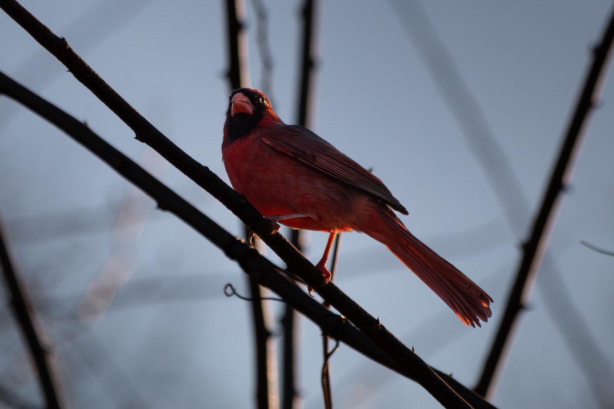 Northern Cardinal - ML646705496