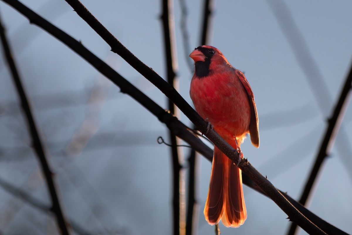 Northern Cardinal - ML646705497
