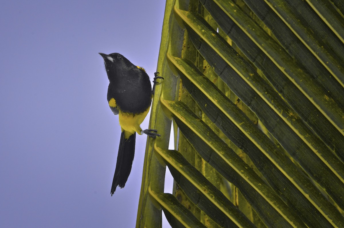 Black-cowled Oriole - ML646705499