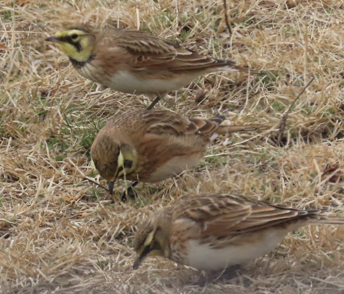Horned Lark - ML646705500