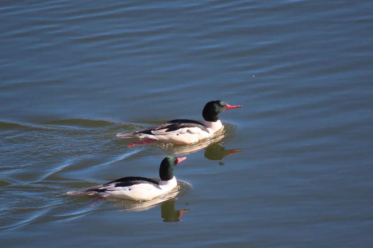 Common Merganser - ML646705501