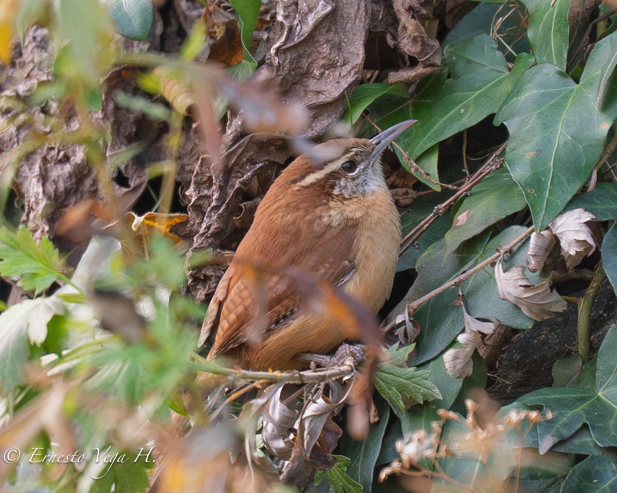 Carolina Wren (Northern) - ML646705502