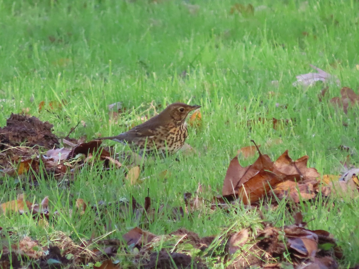 Song Thrush - ML646705503