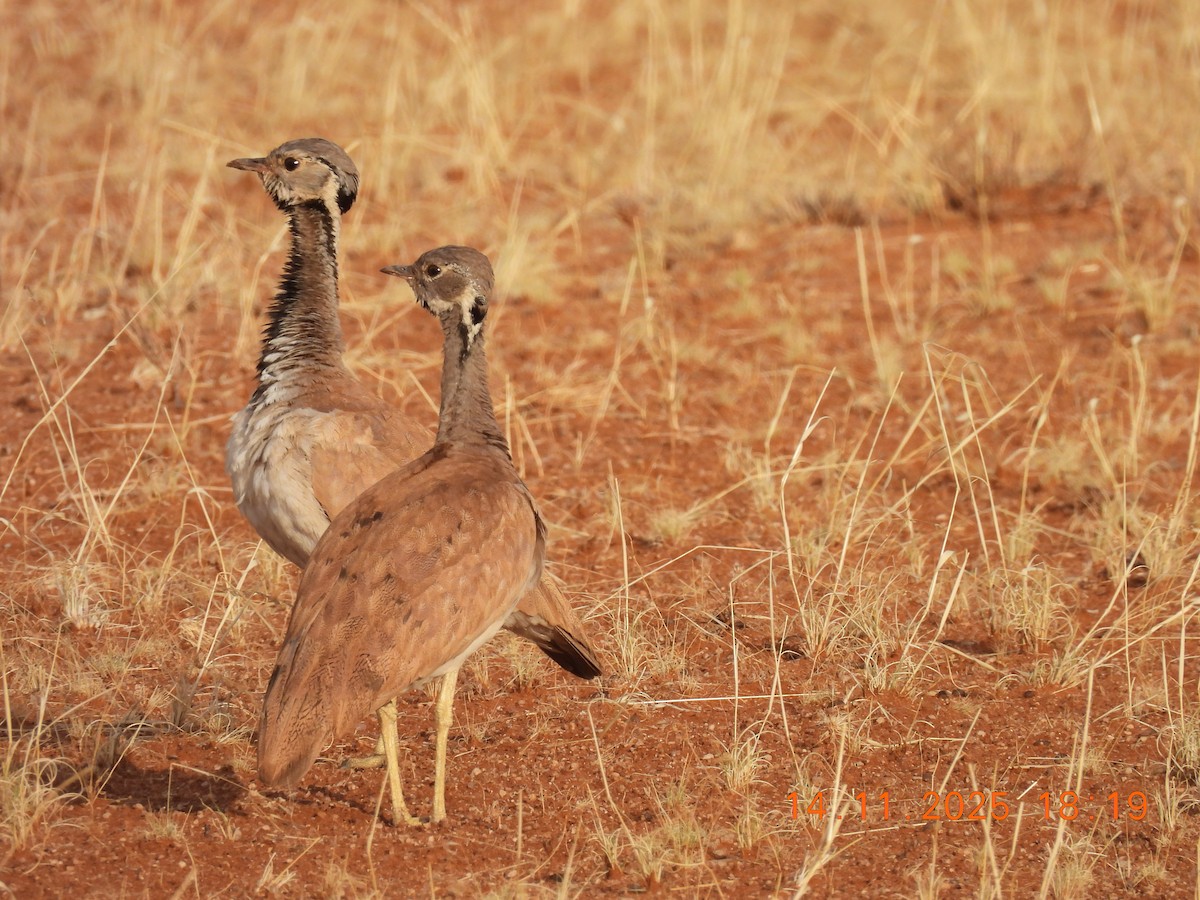 Rüppell's Bustard - ML646705504