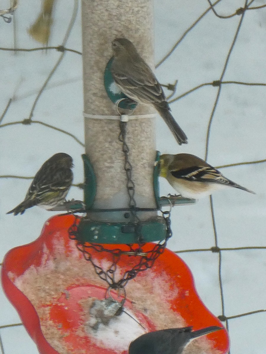 Pine Siskin - ML646705505