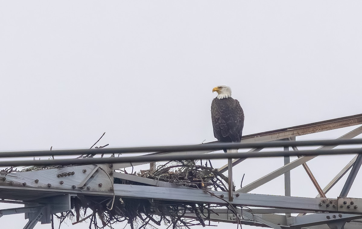 Bald Eagle - ML646705506