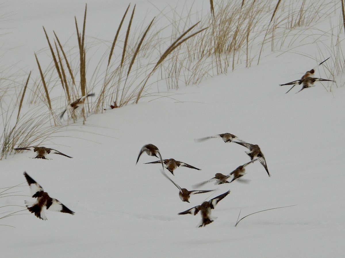 Snow Bunting - ML646705507