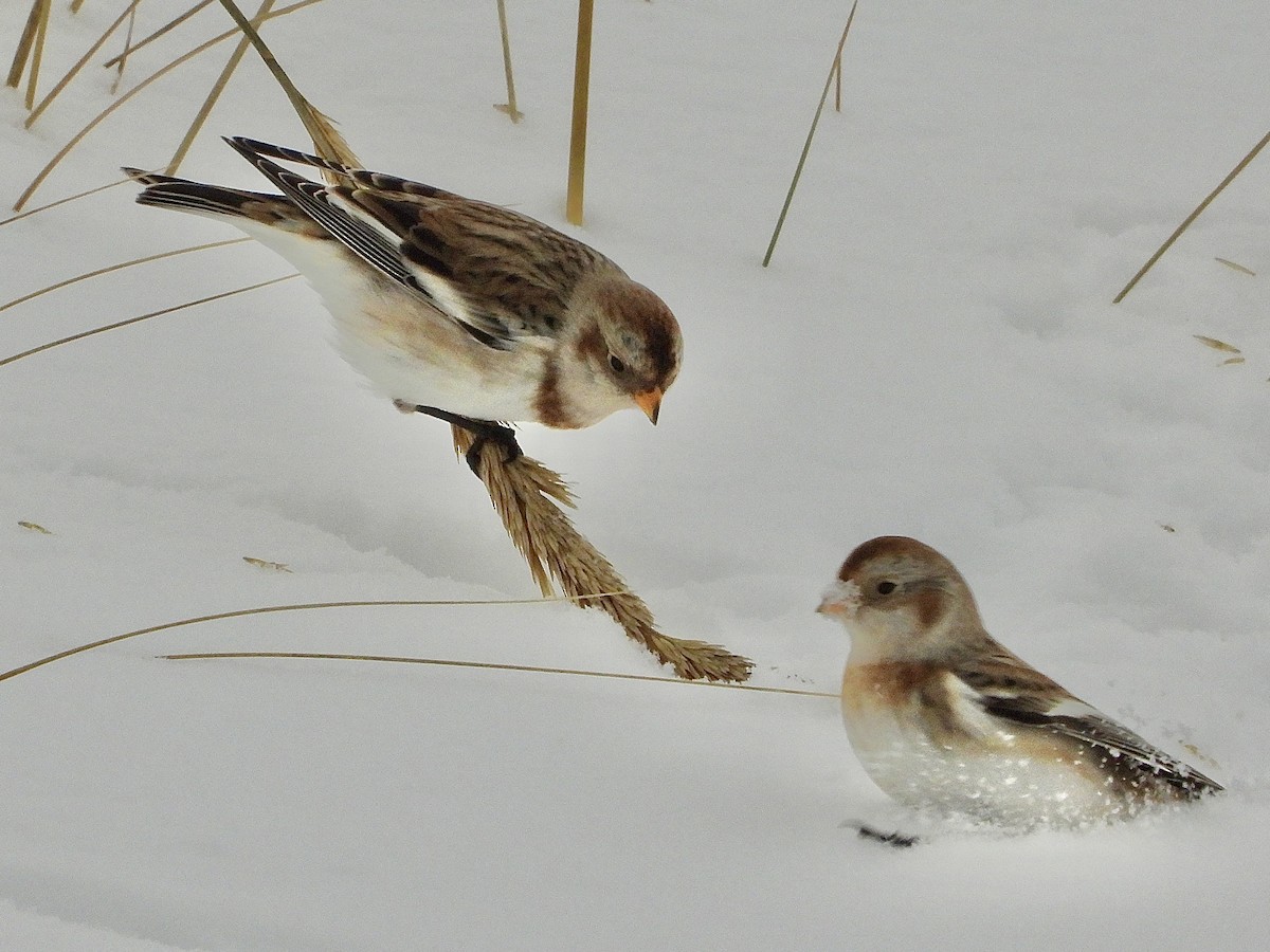 Snow Bunting - ML646705508