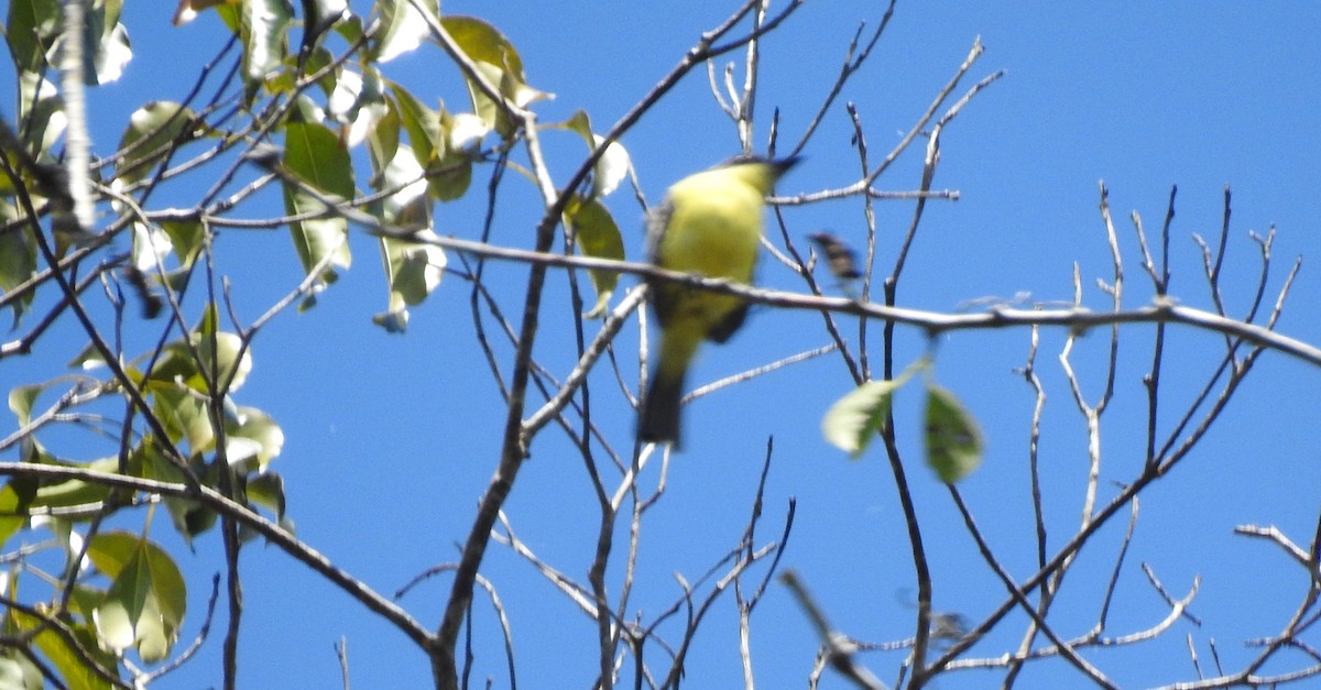 Three-striped Flycatcher - ML646705509