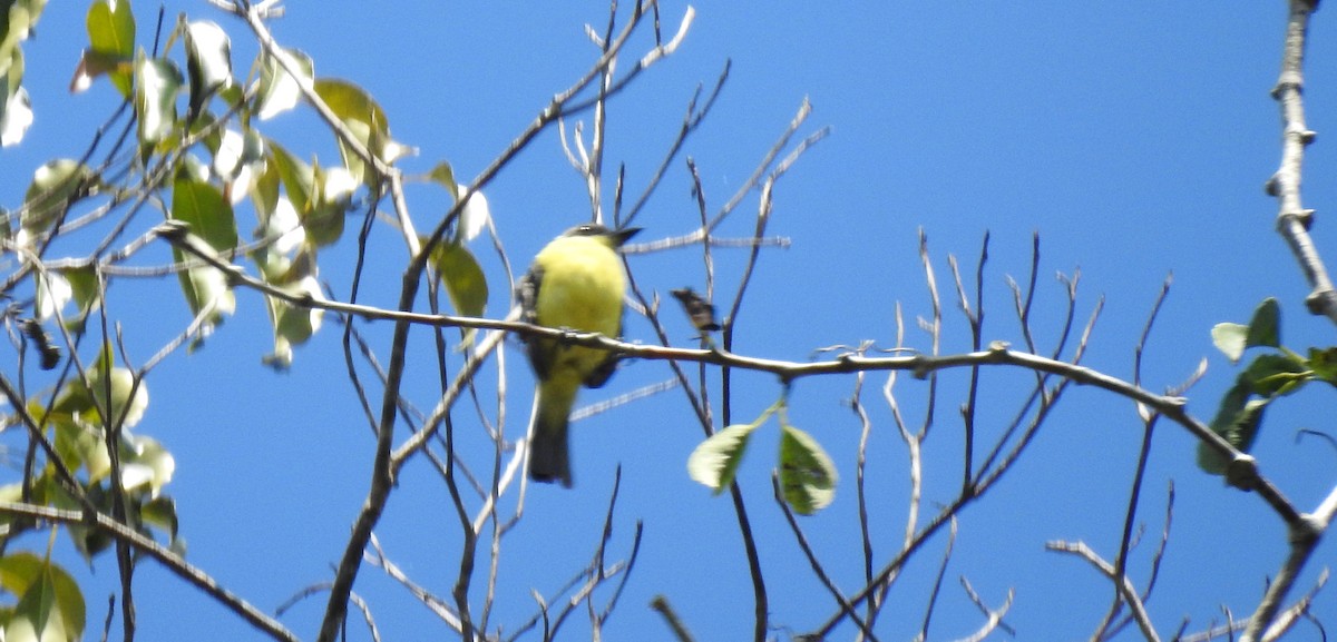 Three-striped Flycatcher - ML646705510