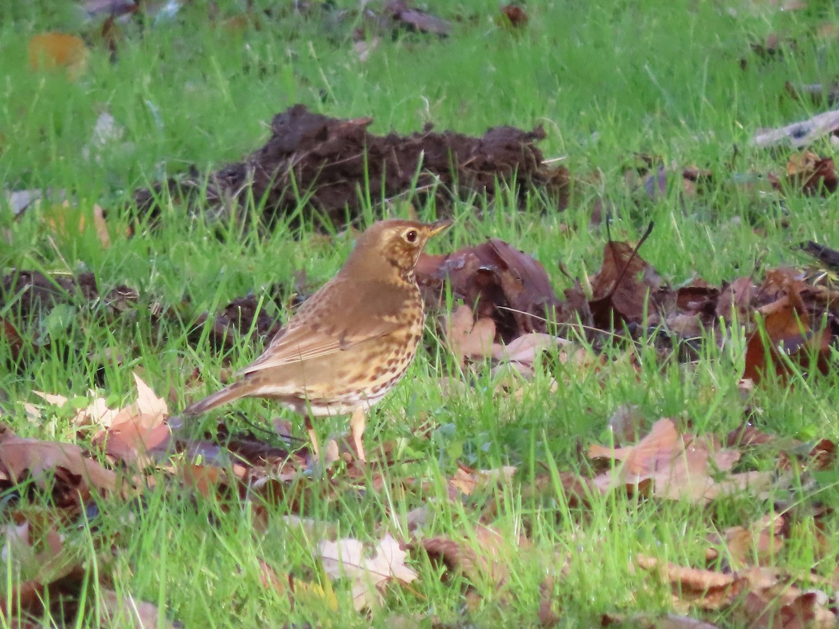 Song Thrush - ML646705512