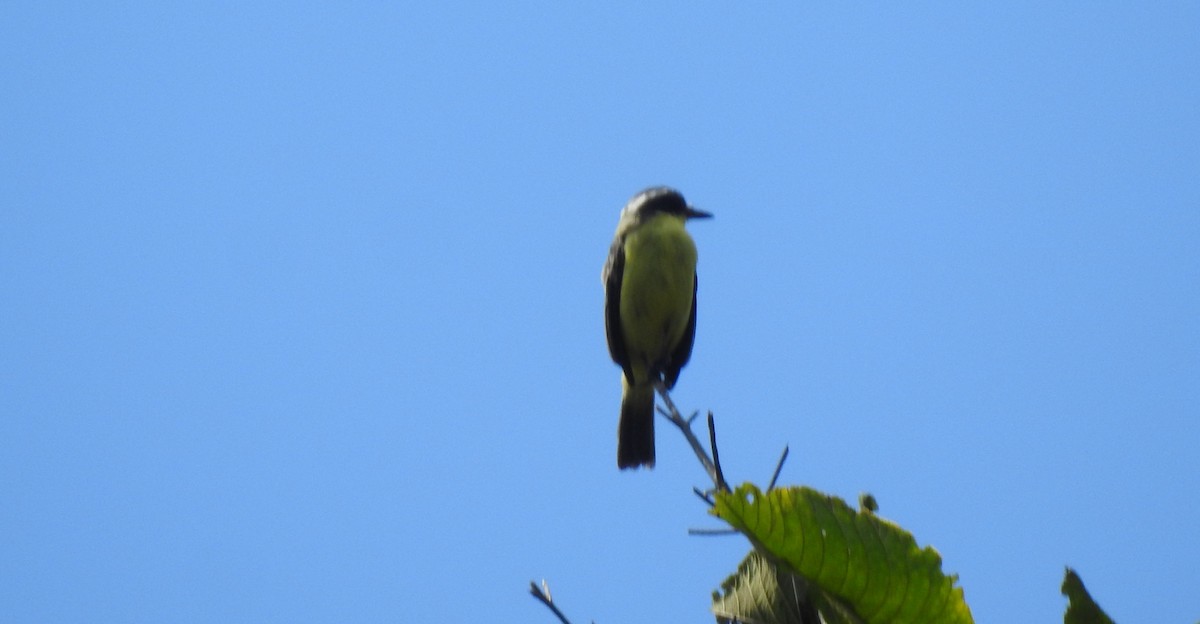 Three-striped Flycatcher - ML646705513