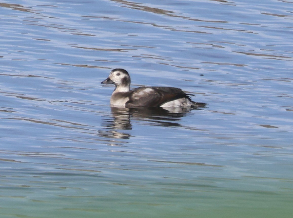 長尾鴨 - ML646705515