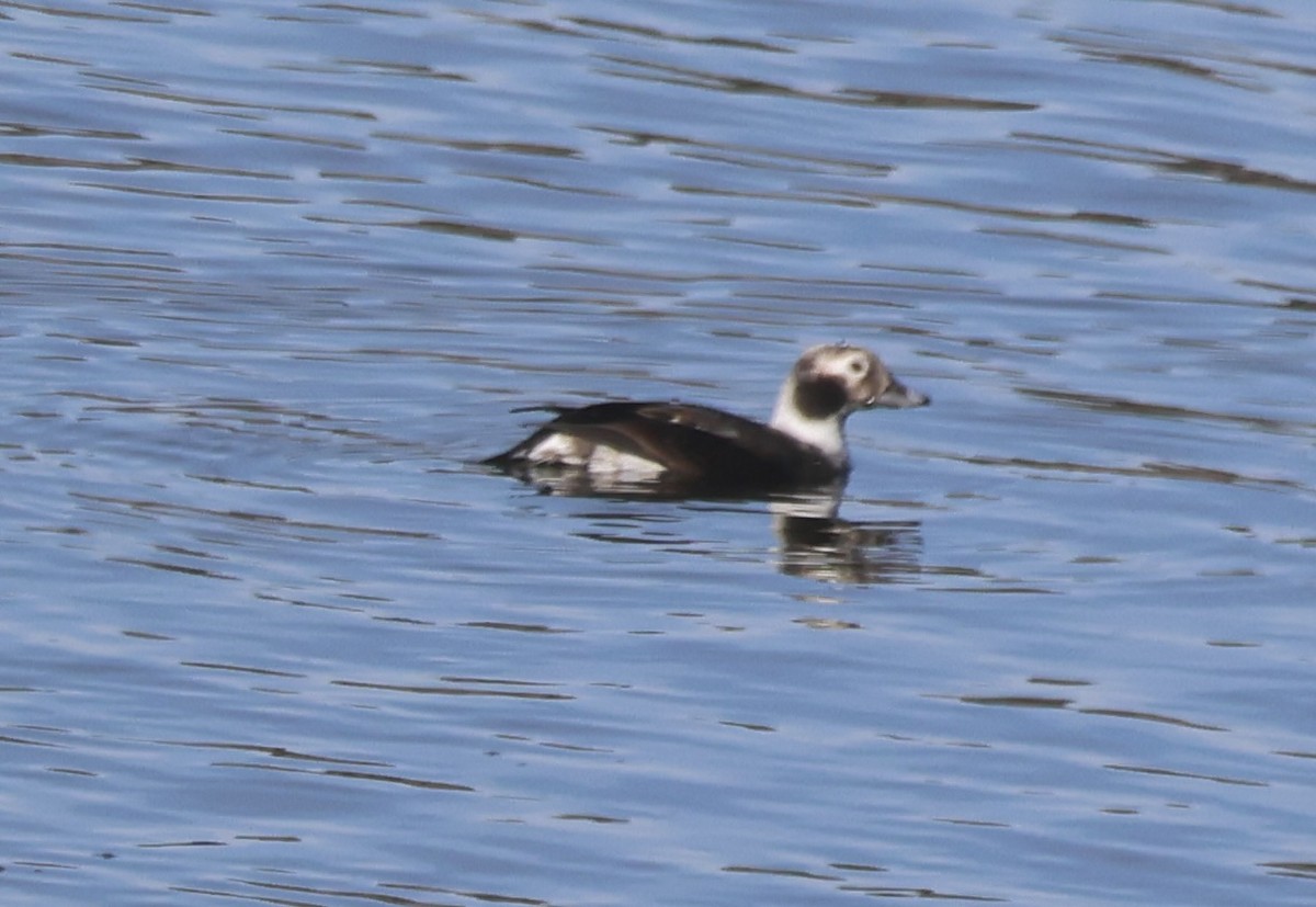 長尾鴨 - ML646705527