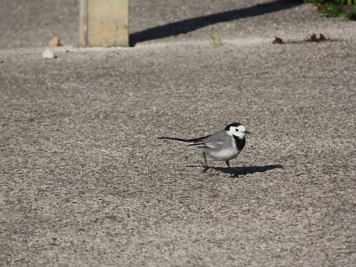 White Wagtail - ML646705533