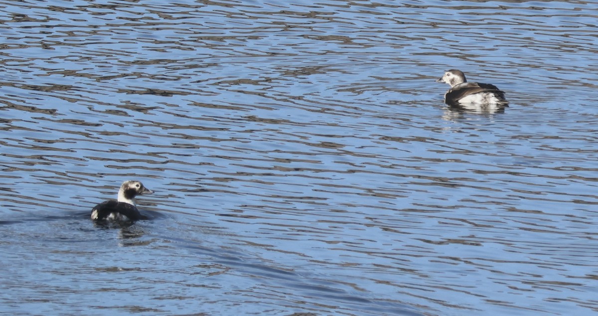 長尾鴨 - ML646705534