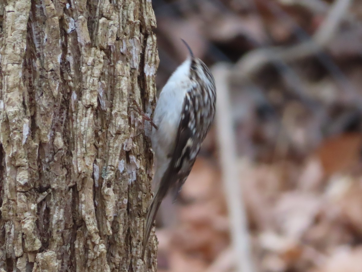 Brown Creeper - ML646705535