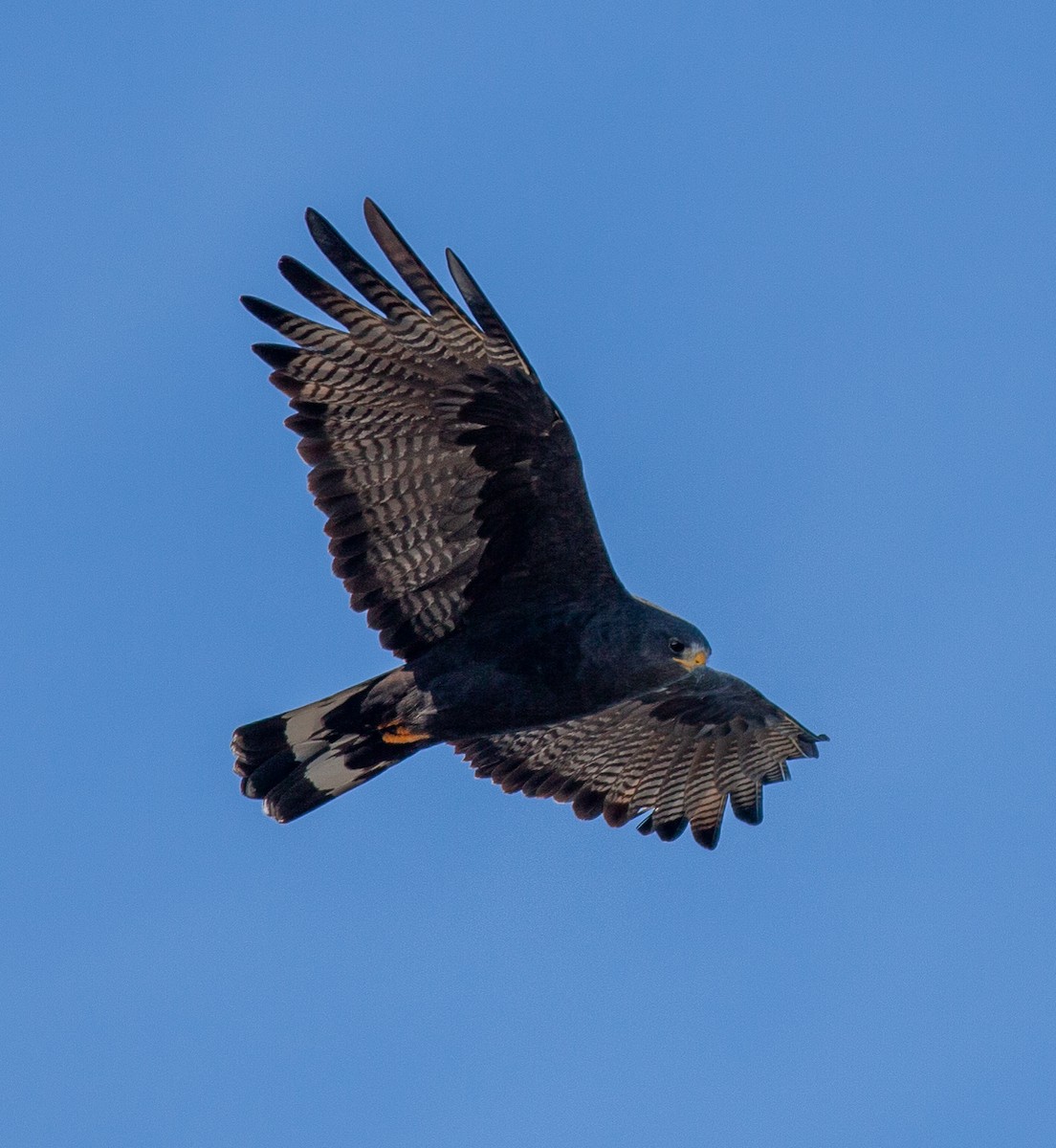 Zone-tailed Hawk - ML646705538