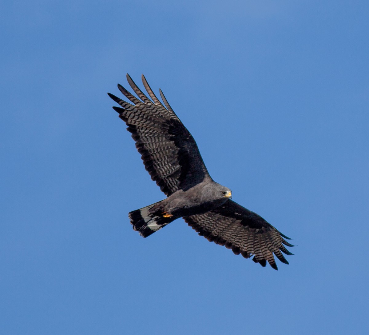 Zone-tailed Hawk - ML646705540