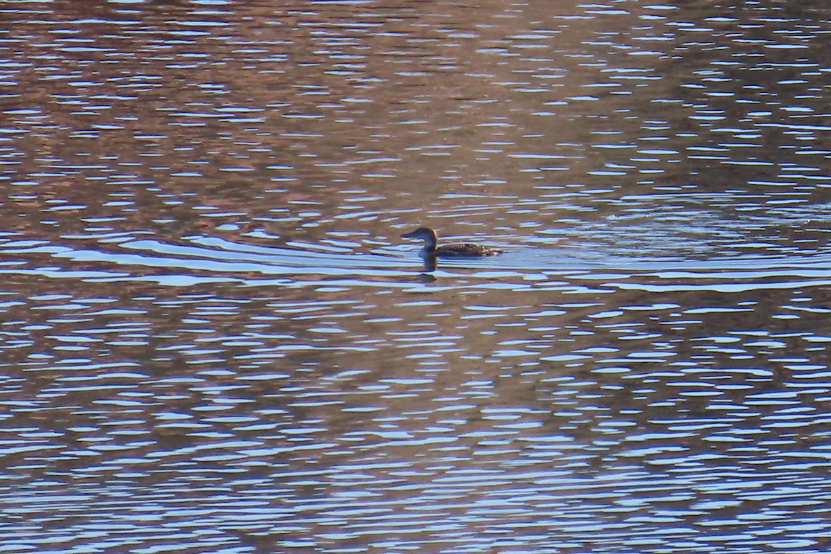 Common Loon - ML646705561