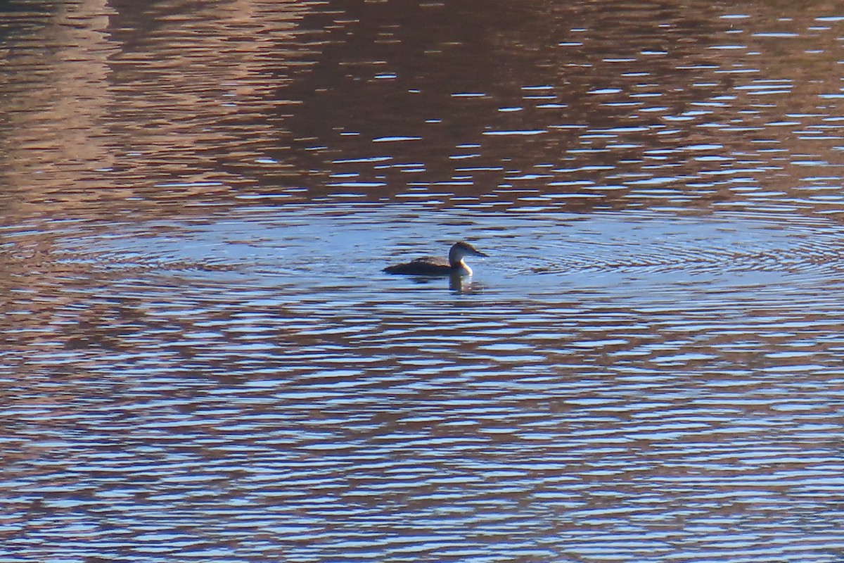 Common Loon - ML646705562
