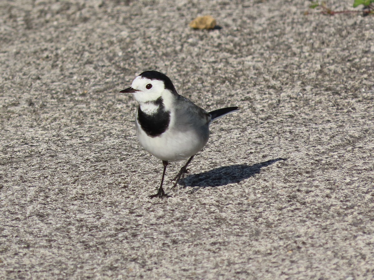 White Wagtail - ML646705563