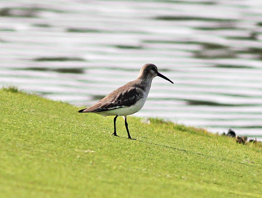 jespák obecný - ML646705564