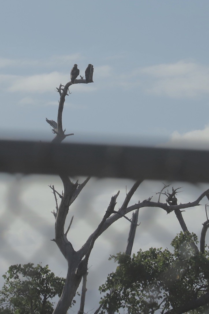 Red-tailed Hawk - ML646705567