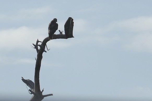 Red-tailed Hawk - ML646705568