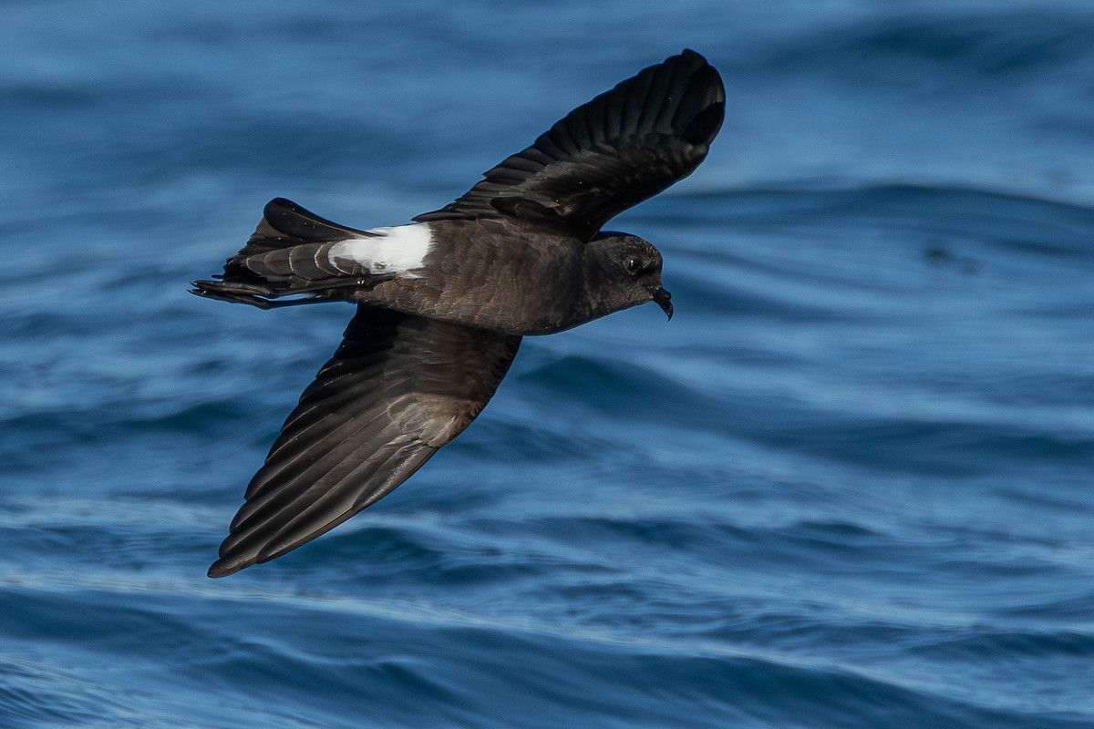 buřníček žlutonohý - ML646705569