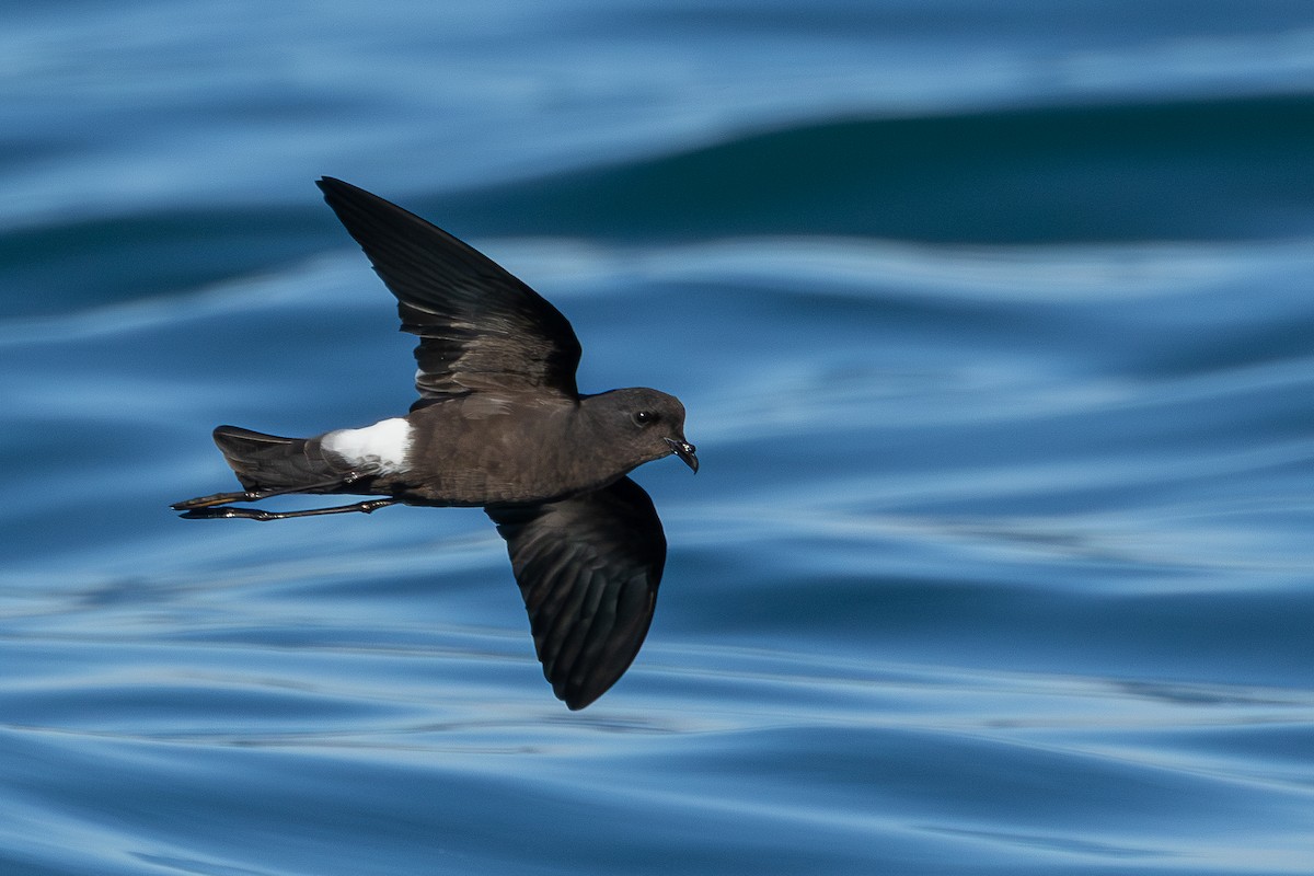 buřníček žlutonohý - ML646705570