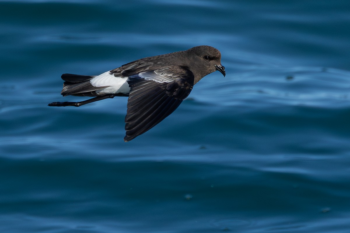 buřníček žlutonohý - ML646705571