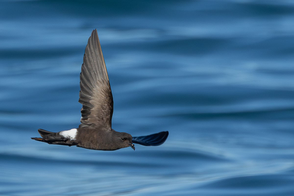 buřníček žlutonohý - ML646705573