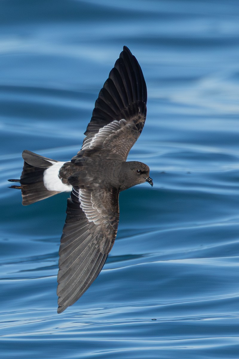 buřníček žlutonohý - ML646705574