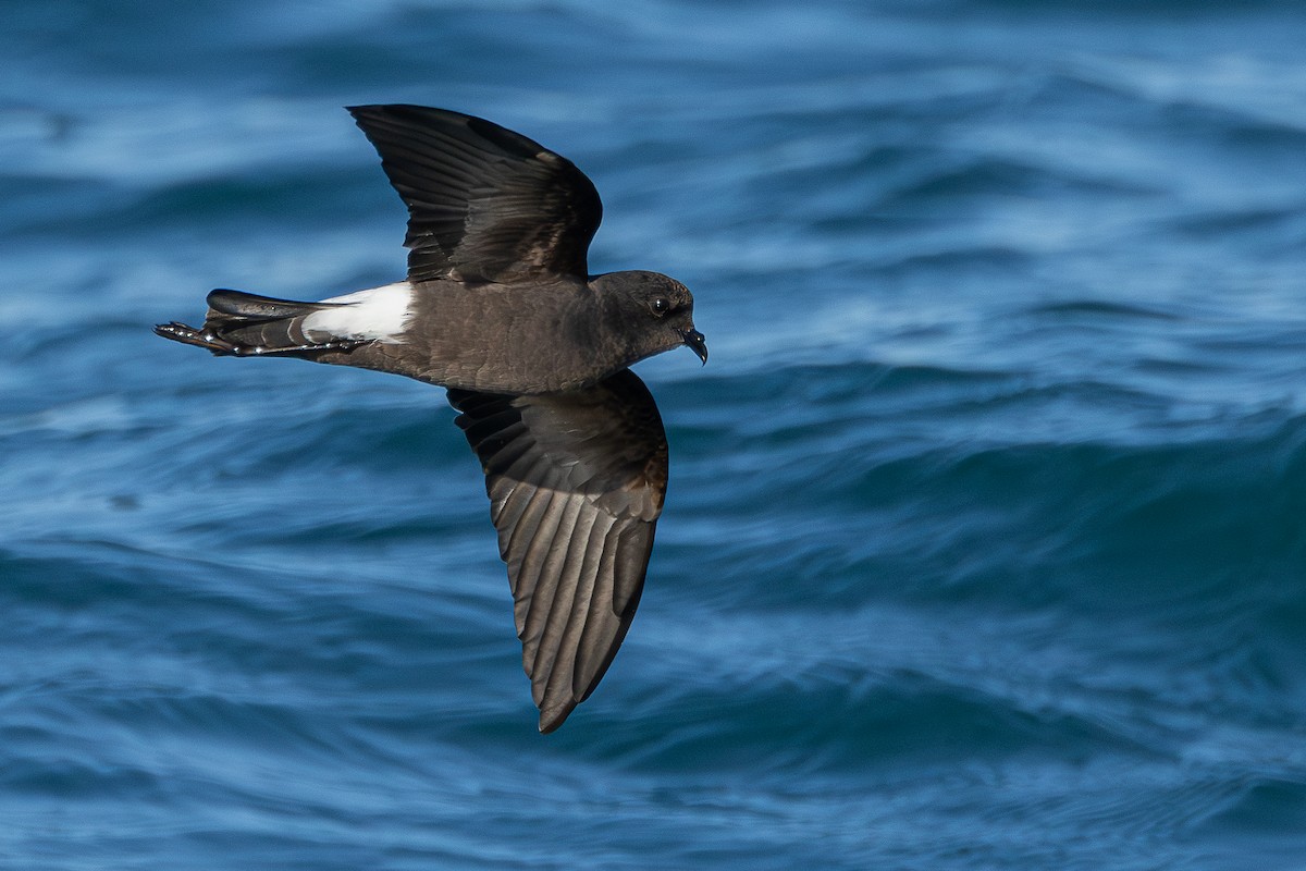 buřníček žlutonohý - ML646705575