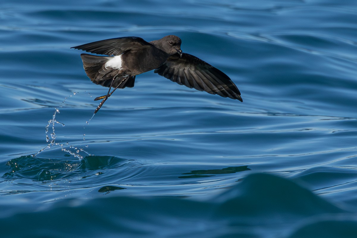 buřníček žlutonohý - ML646705576