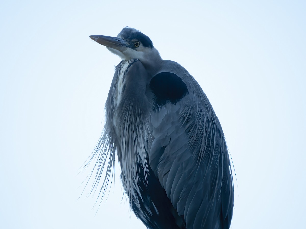 Great Blue Heron - ML646705577