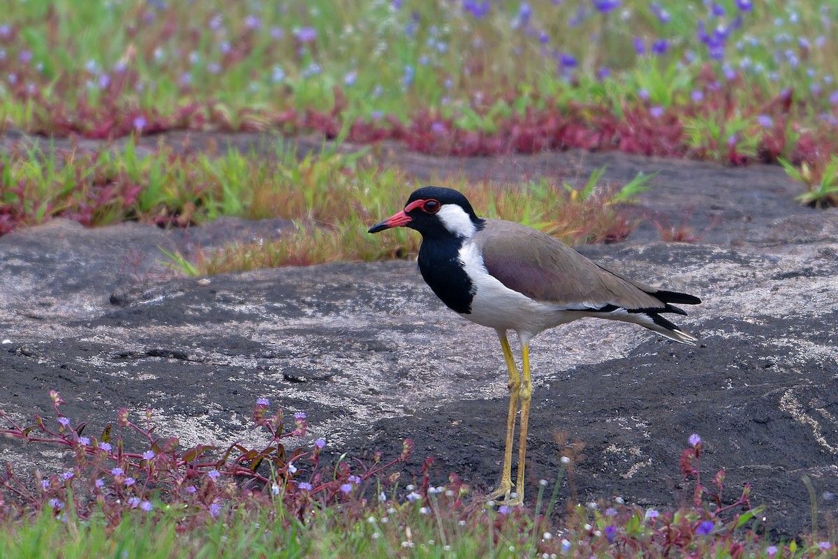 インドトサカゲリ - ML646705578