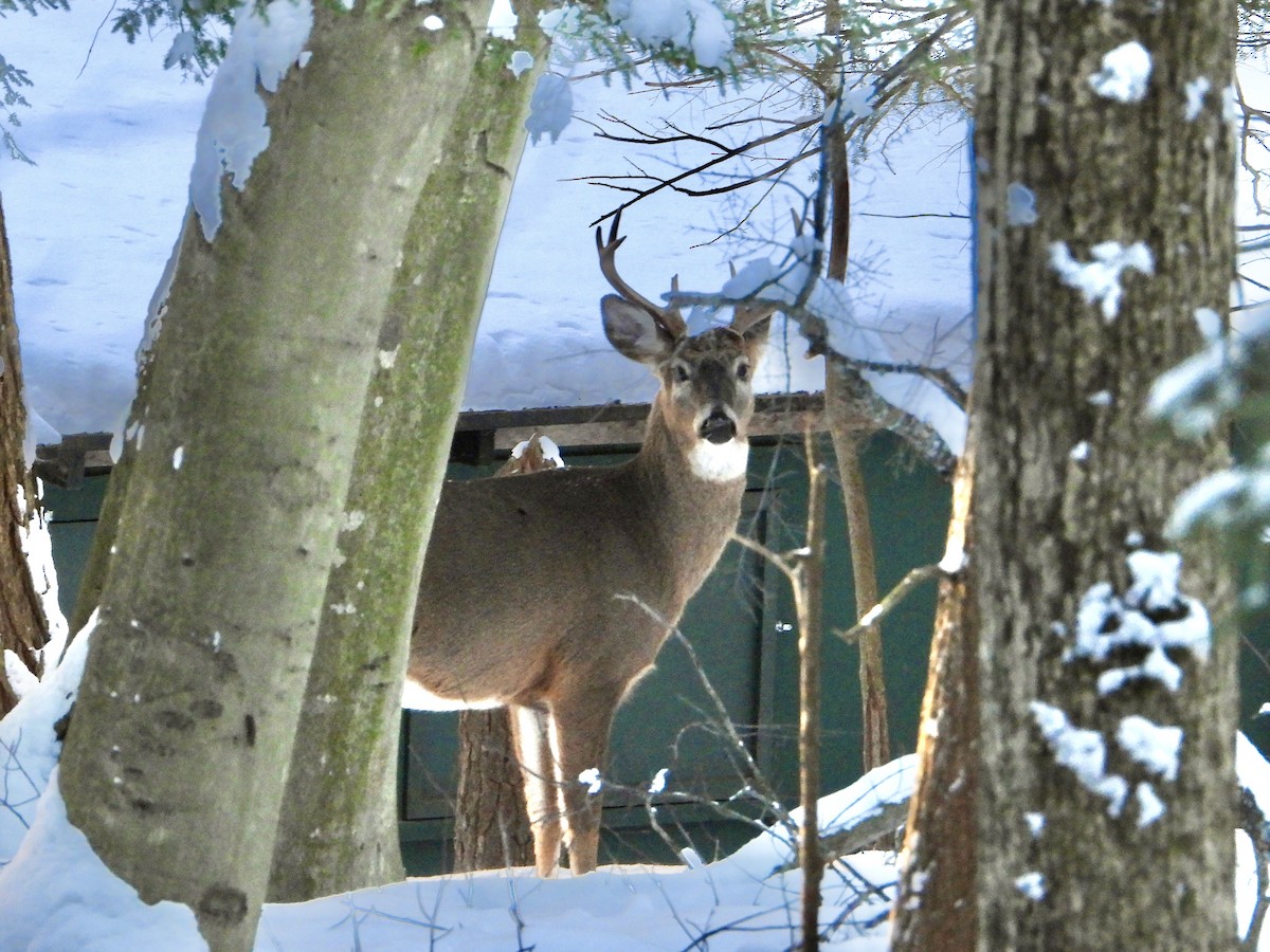 White-tailed Deer - ML646705579