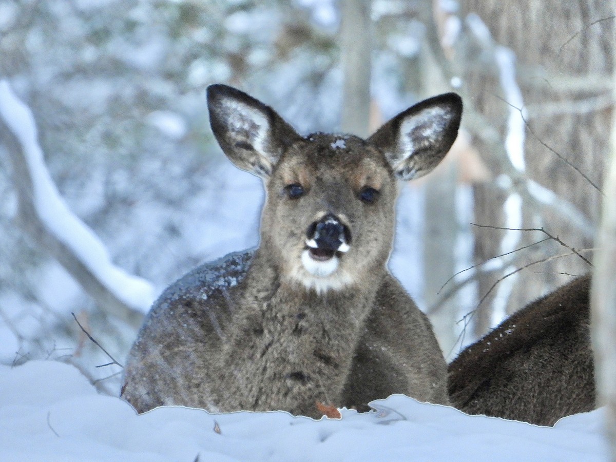 White-tailed Deer - ML646705580